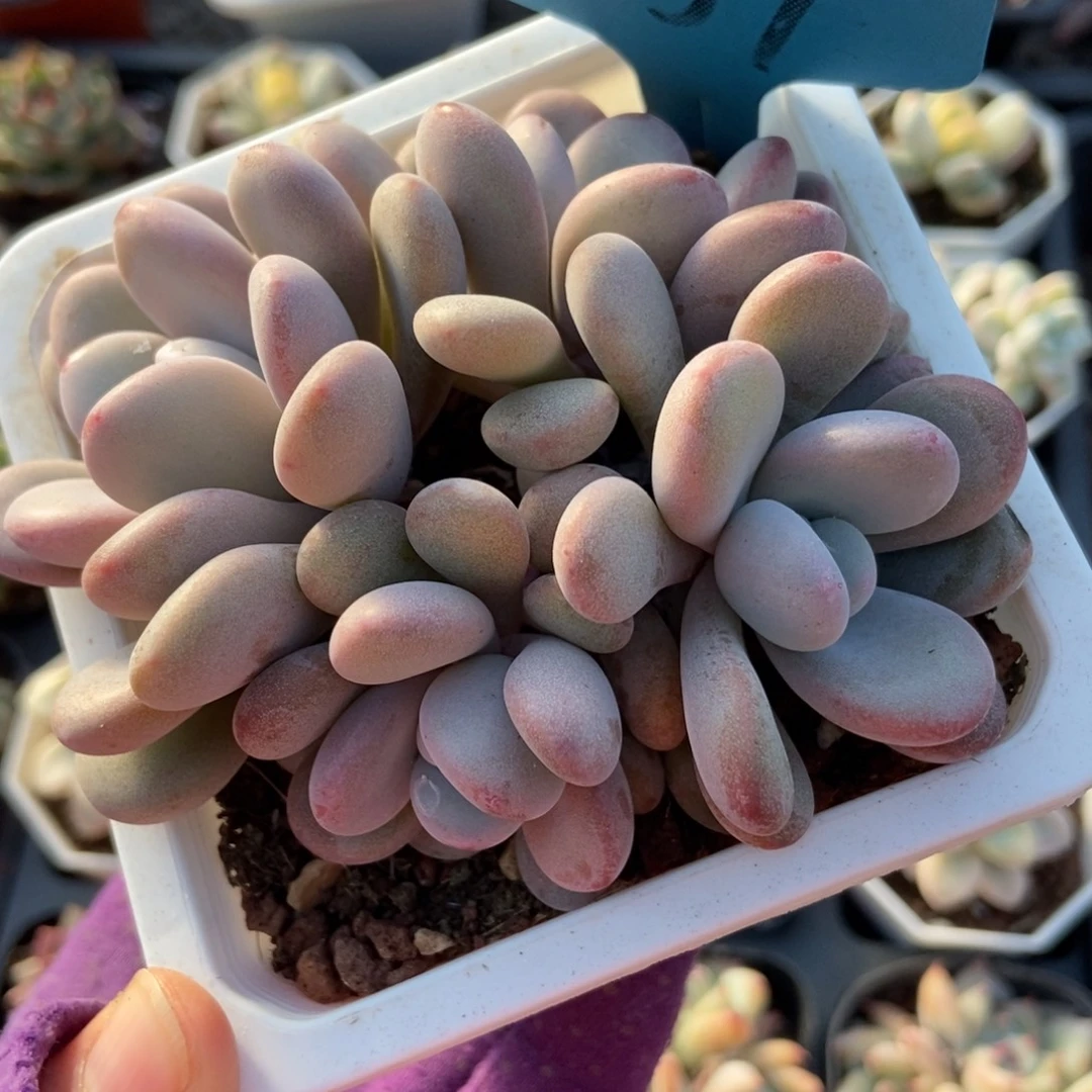 1039粉兔多肉植物多肉
