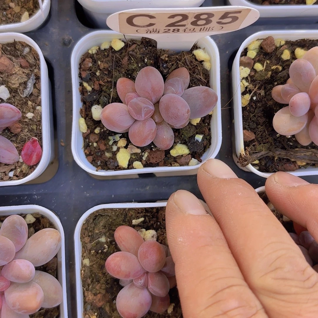 C285彩虹手指一物一拍