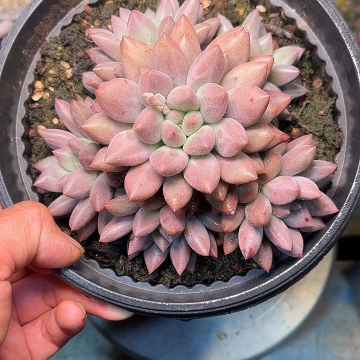 多肉植物一物一拍