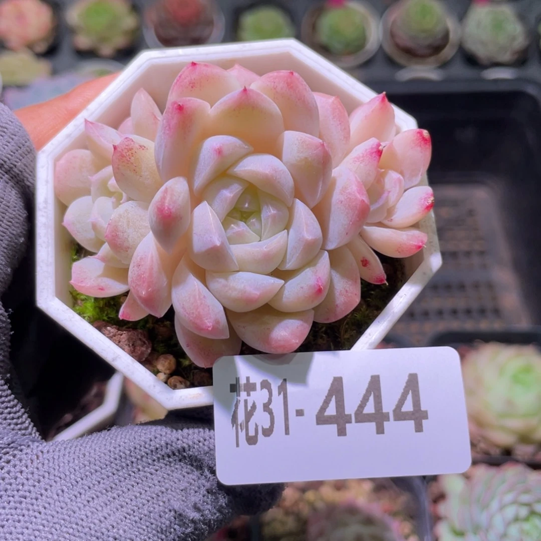 花利美31-444明月心