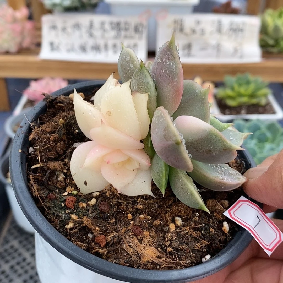 2607 贝加尔湖锦