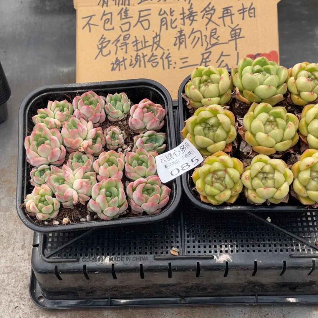 云糖心多肉植物85