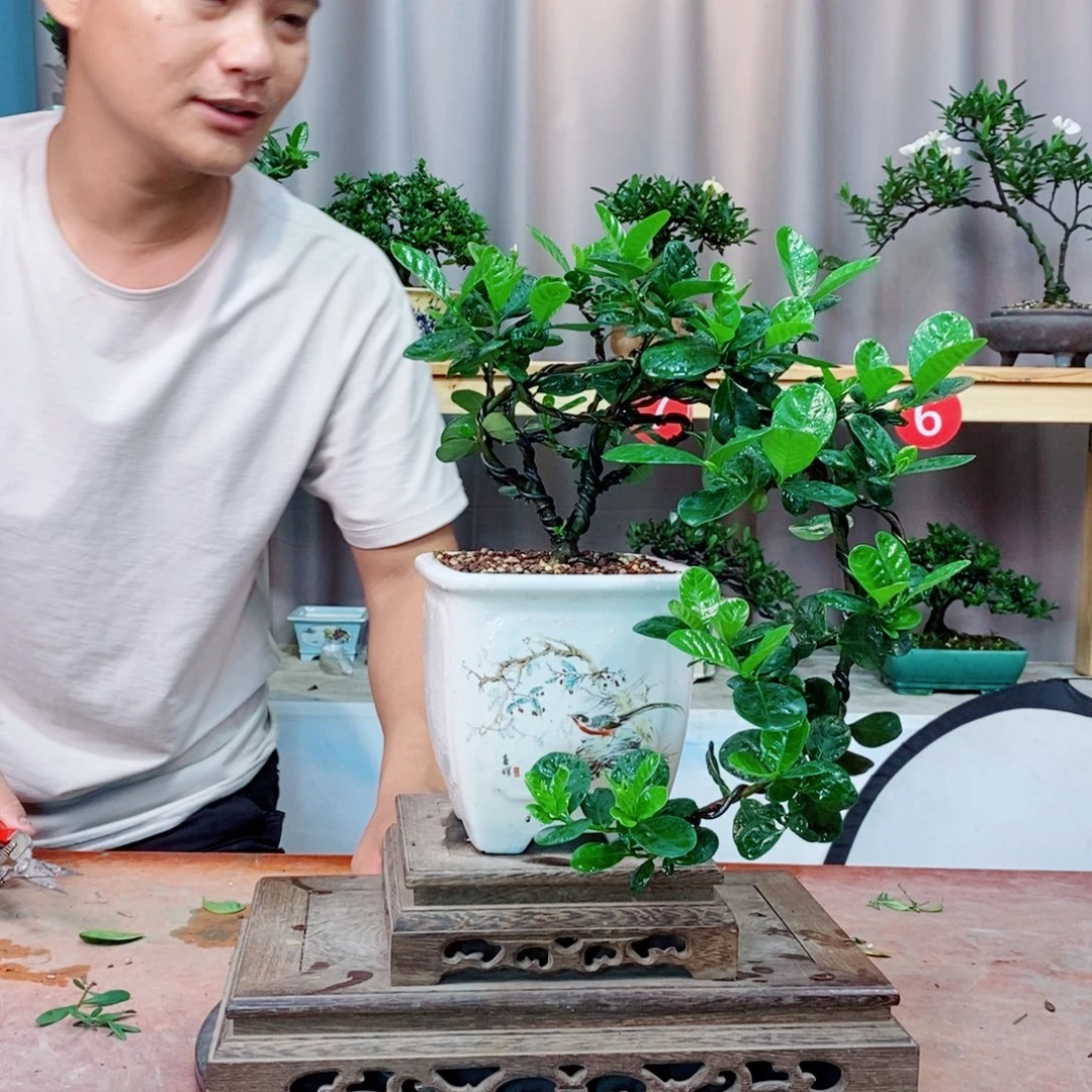 栀子花开了花开花了