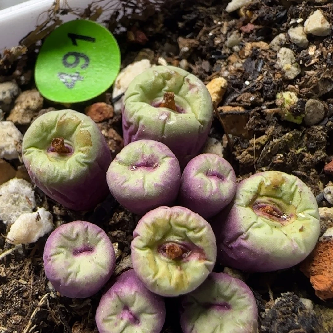 小红嘴群多肉植物491