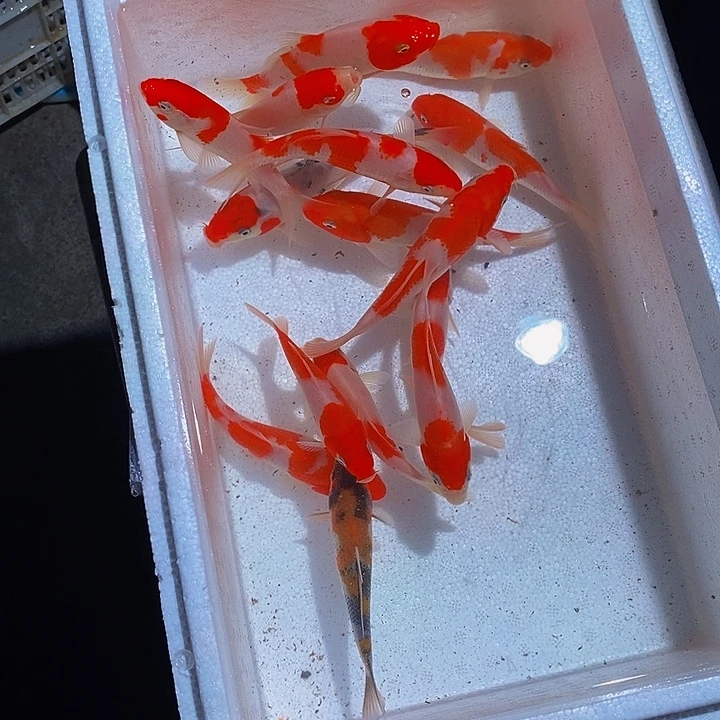 梁***木锦鲤锦鲤活鱼开箱包活