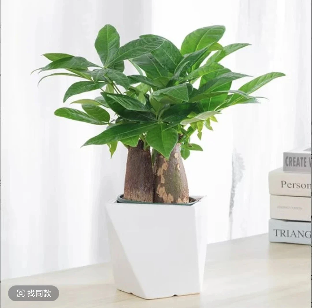 三杆发财树好养活耐旱盆栽室内花卉绿植绿植花卉绿植盆栽J