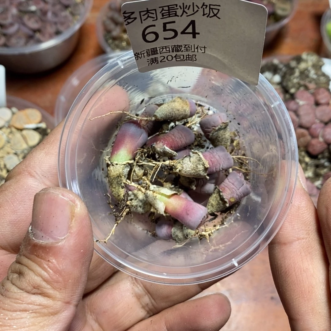 *****多肉蛋炒饭，感谢您相伴654