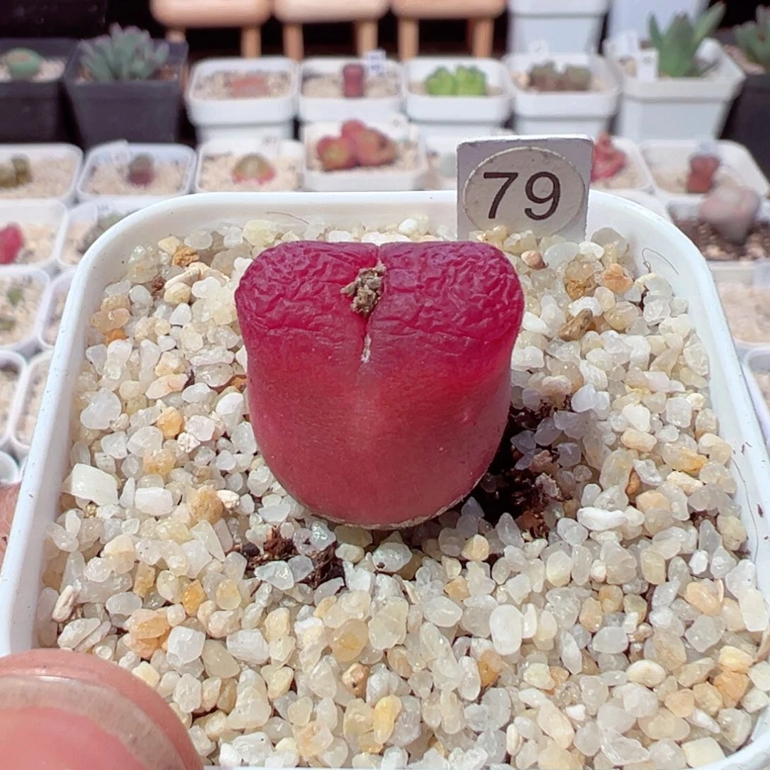 M****e120-195.多年前我