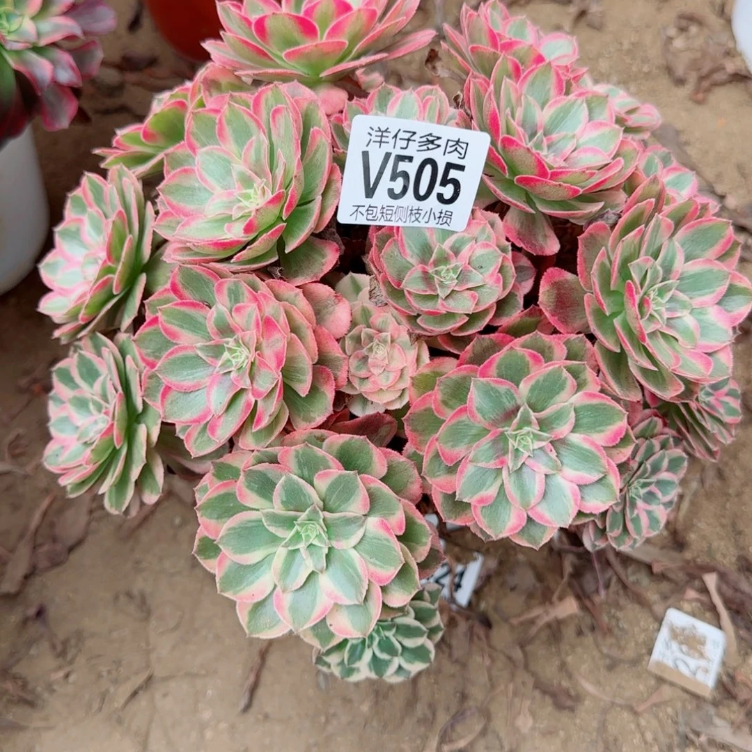 云荷发师505冠幅25