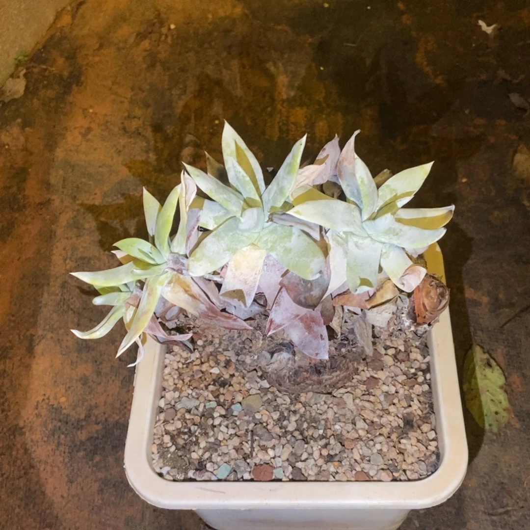 处理牡丹苹果叶多肉植物
