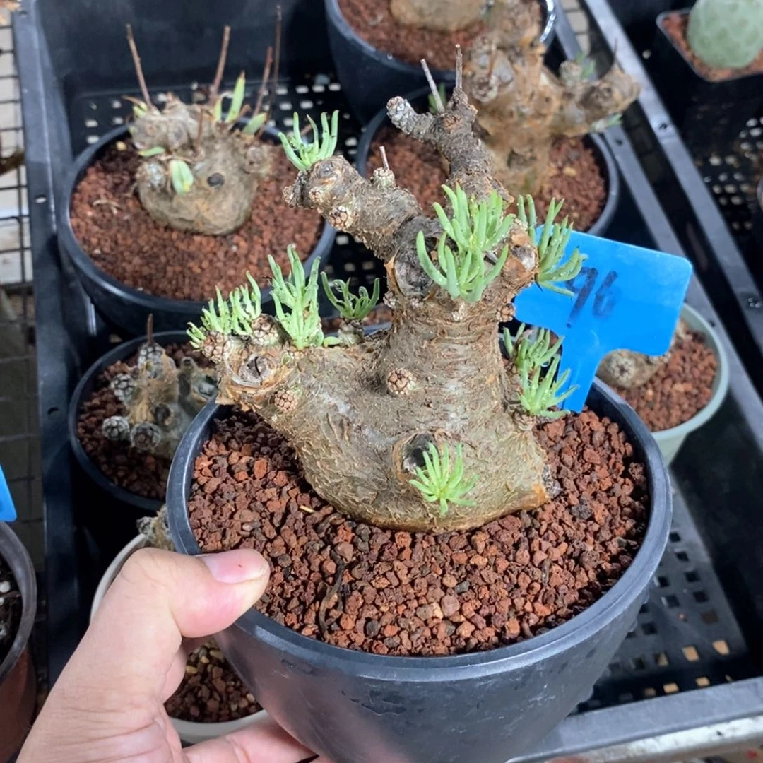 产地白象多肉植物