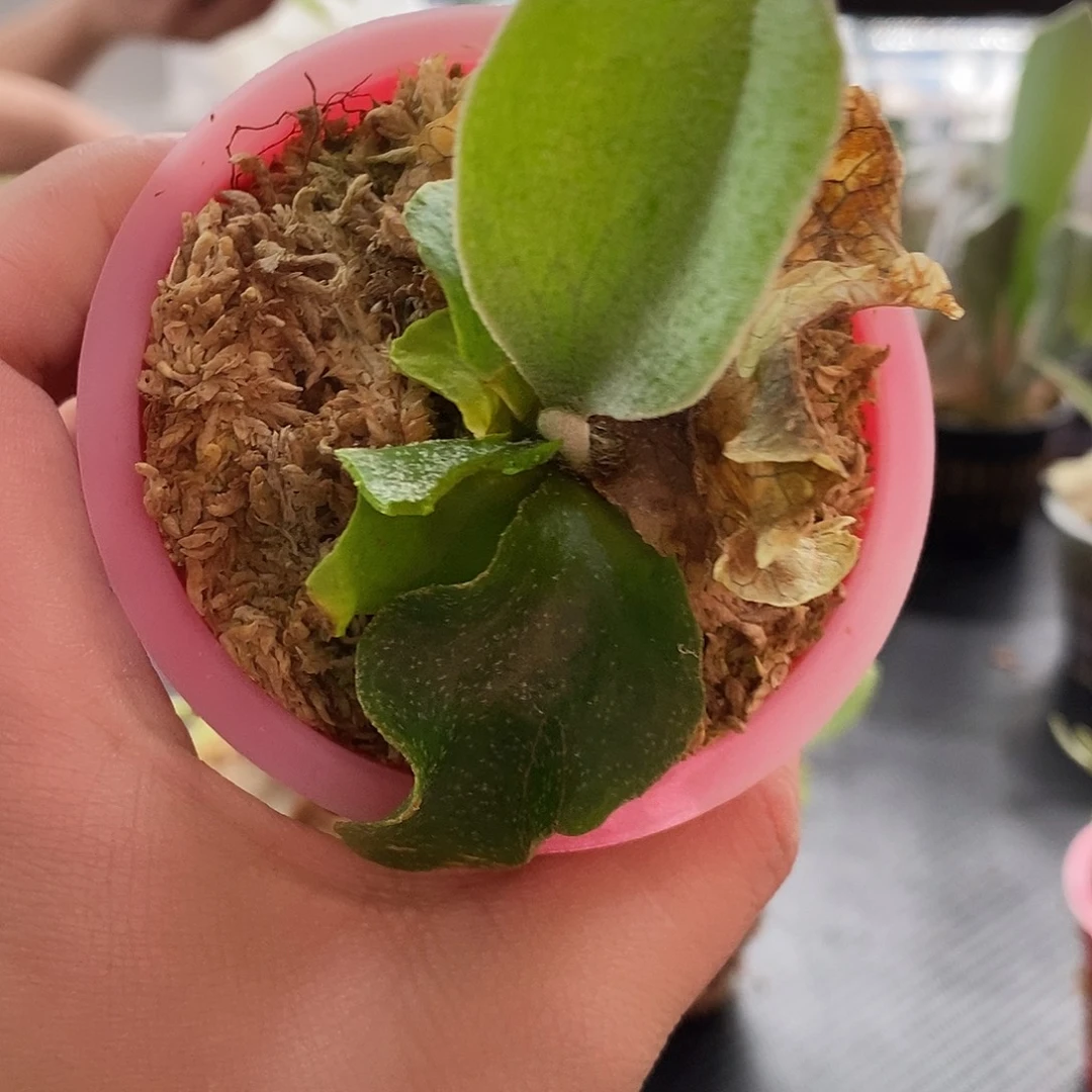 无花朵无开花植物