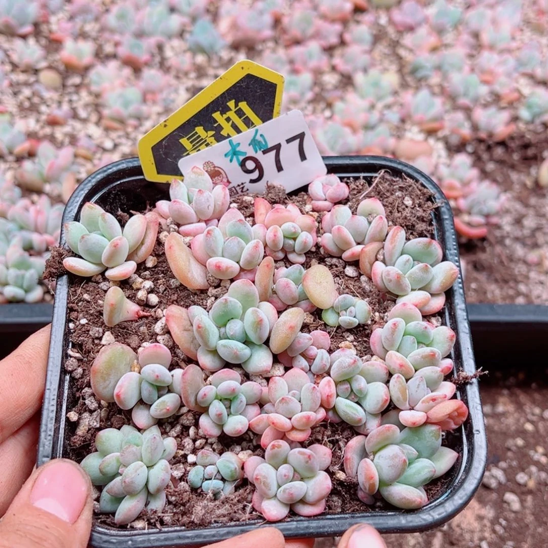 多肉植物多肉植物