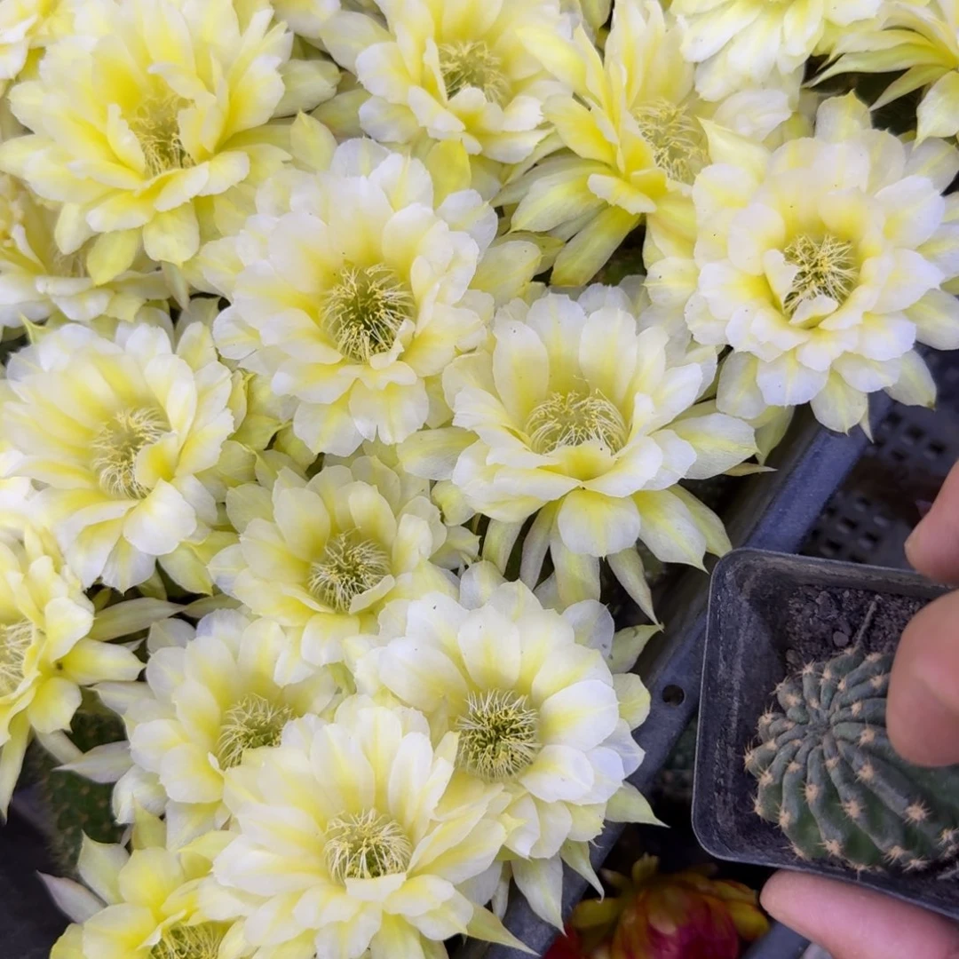 33丽花秋月根晒伤3公分左右，20包邮