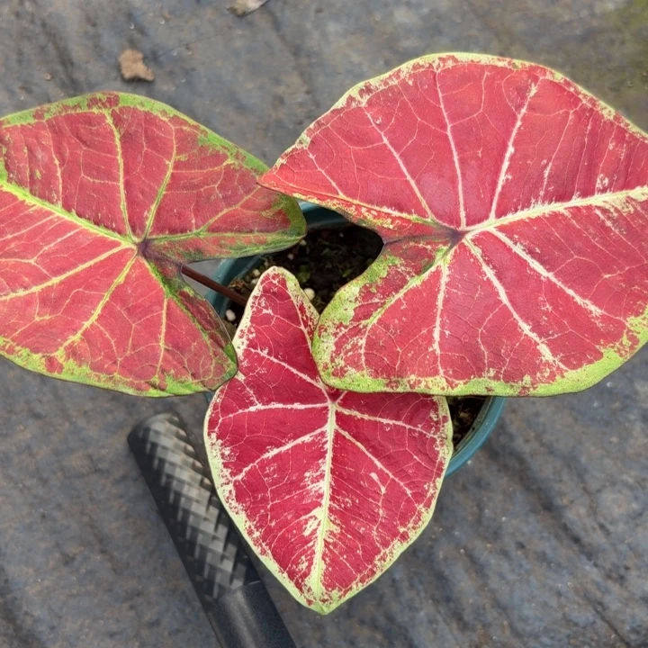 完全开放泰国彩叶芋1