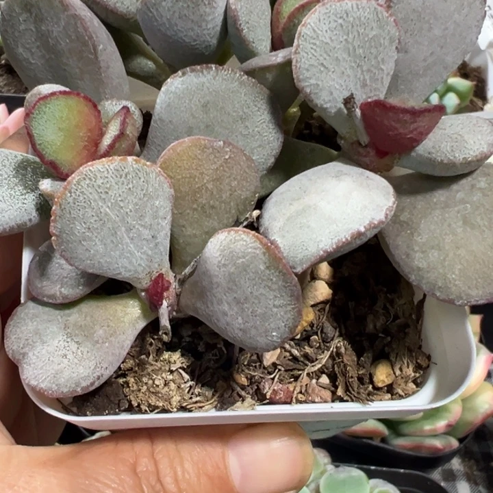 春彩水泡多肉植物