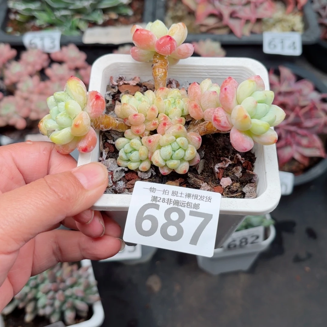 樱花罗绮无盆土发货