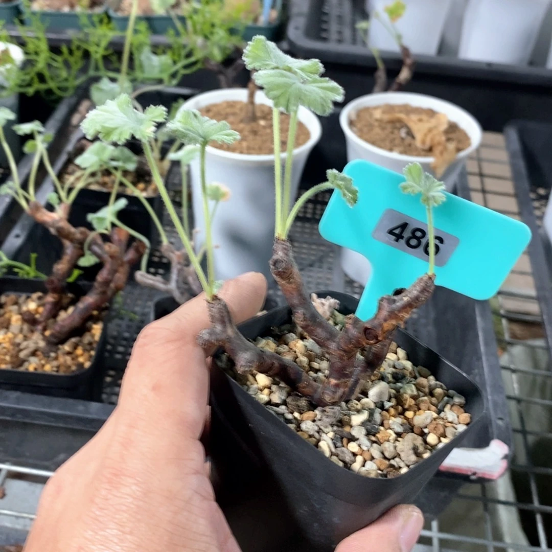 枝干杨奎产地多肉植物