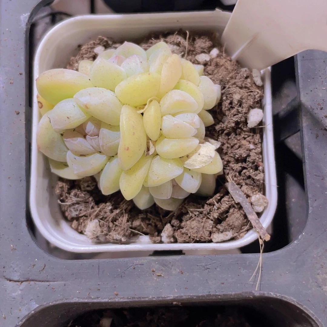 冰玉5头w017一物一拍