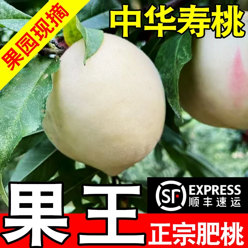 正宗肥城中华寿桃山东肥城桃肥桃特大果脆甜纯甜果园采摘顺丰包邮