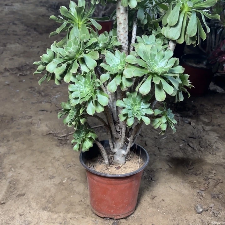 多肉植物法师原始绿23