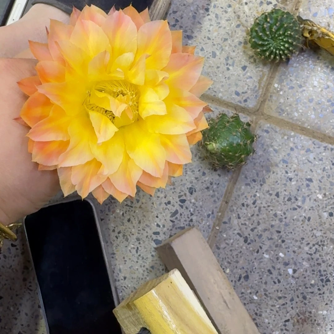 215彩草国色天香歪无根侧牙4公分牙左右