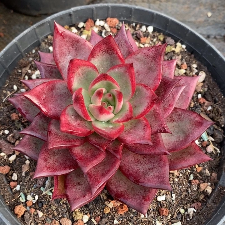 D187- 直播福利罗卡