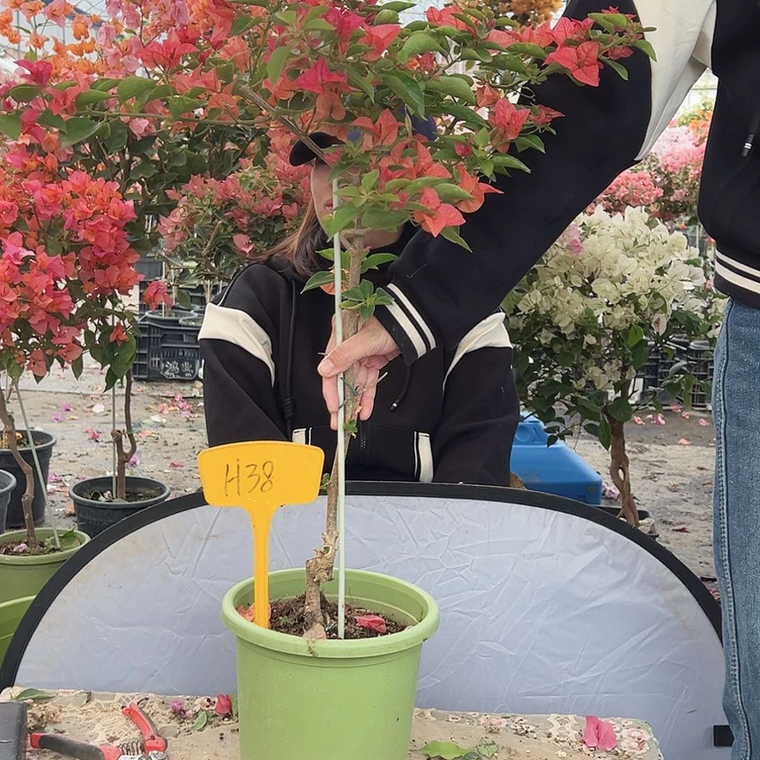 *****大部分花苞少量开放H39佩德罗