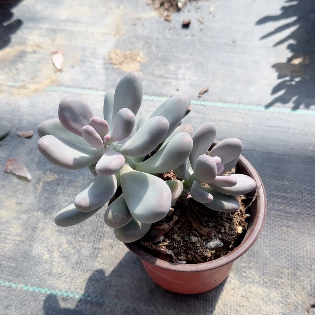 无花朵奶酪120小双头