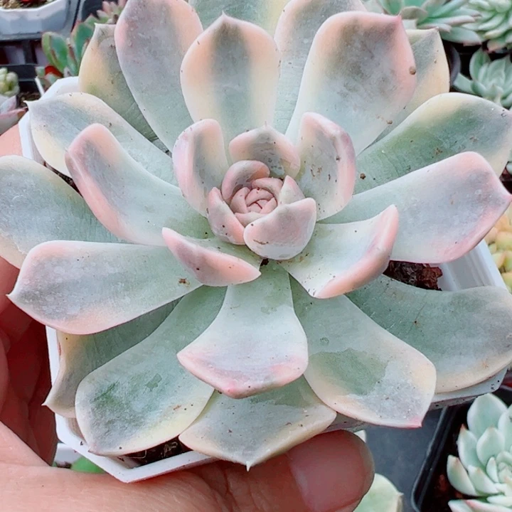 汉堡锦多肉植物373