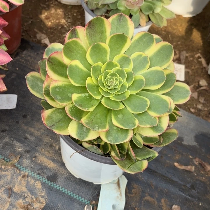 万圣节奶白锦多肉3554