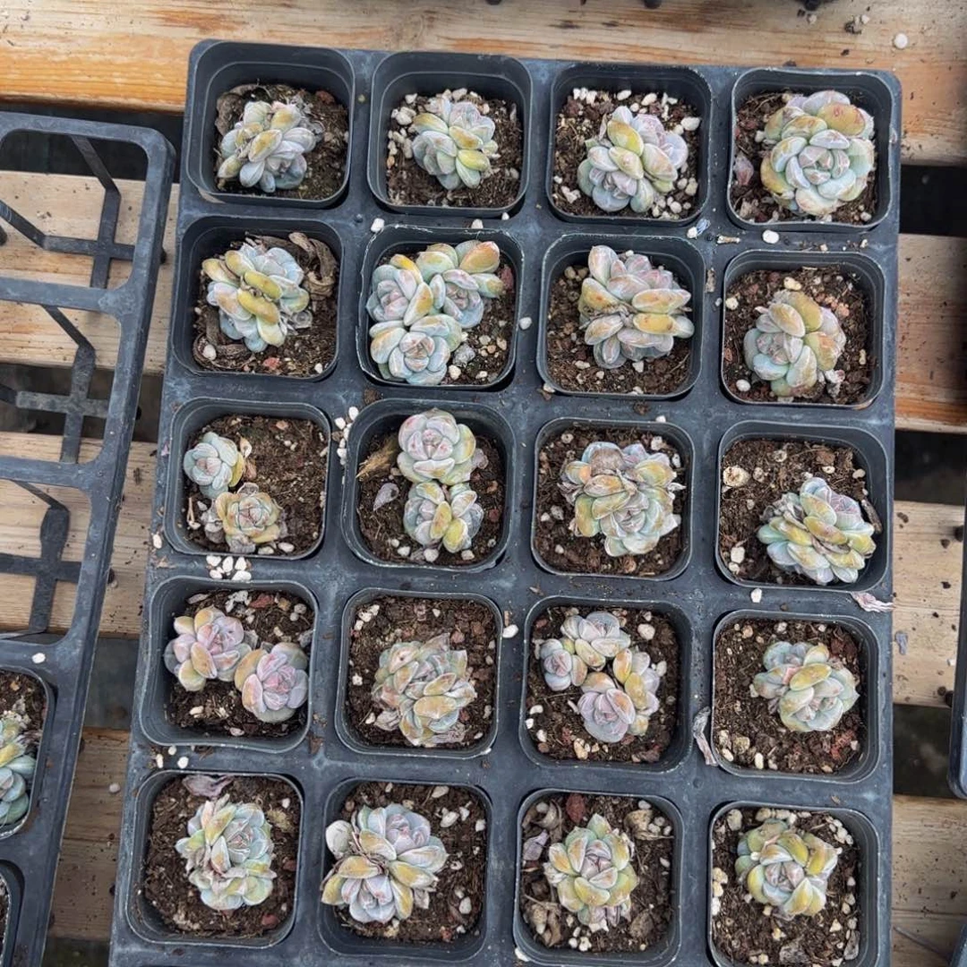 24颗一组下播福利混合星影