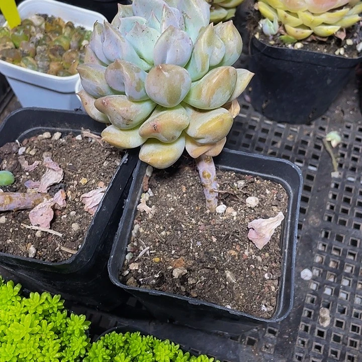 7方大超奶带盆土发