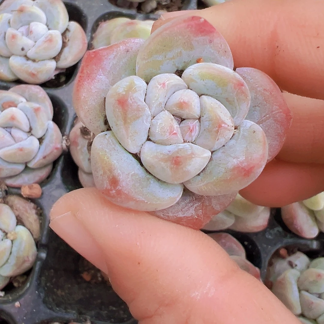 单头丸子冰玉苗5颗多肉