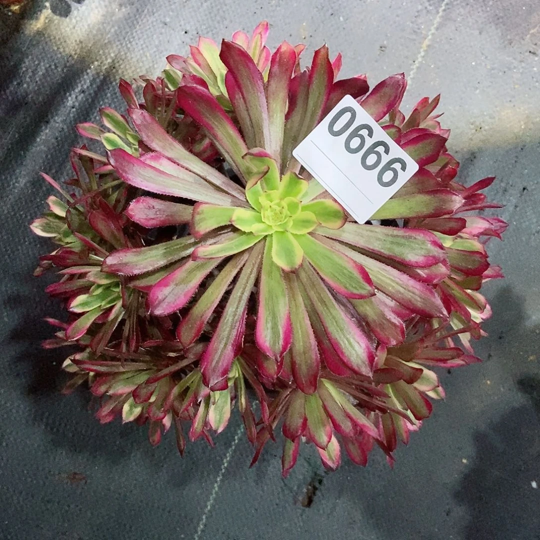 红陶秋*a0666红腹轮3多肉