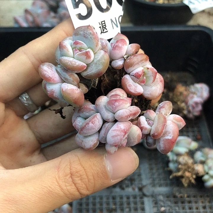 星影石榴籽福利出咯 500