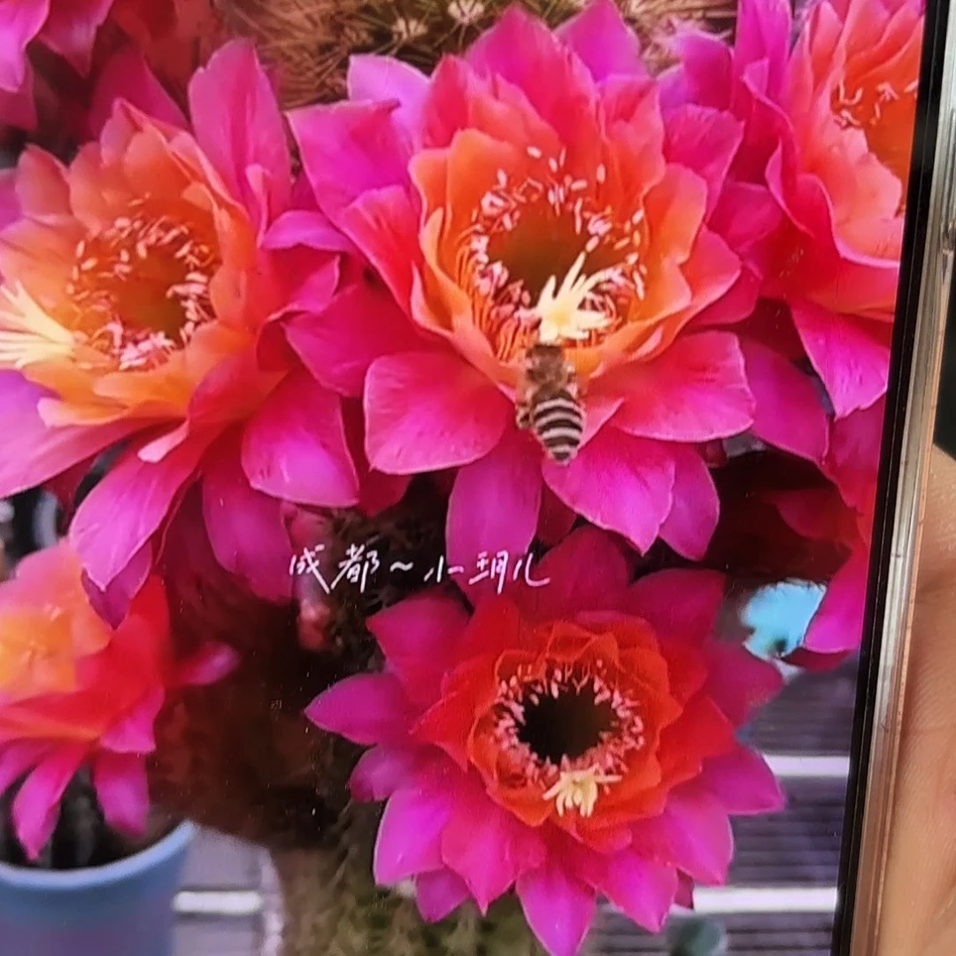 金妞时光侧牙20包邮5