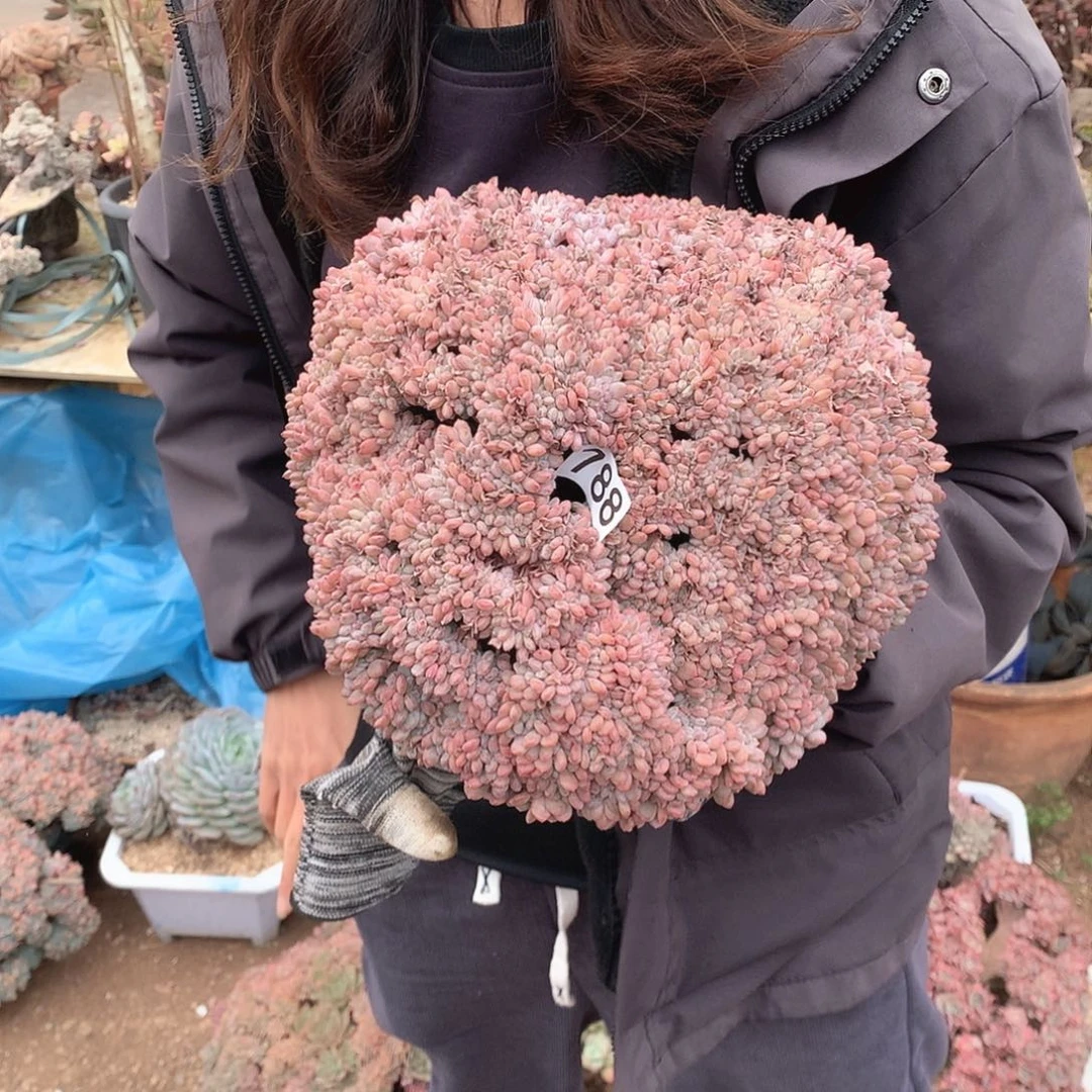 788玛瑙缀 一物一拍多肉