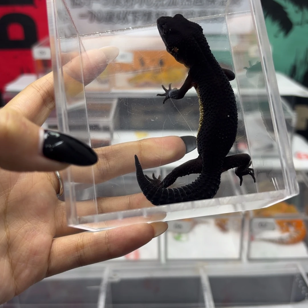 豹纹守宫黑夜 妹妹 V109