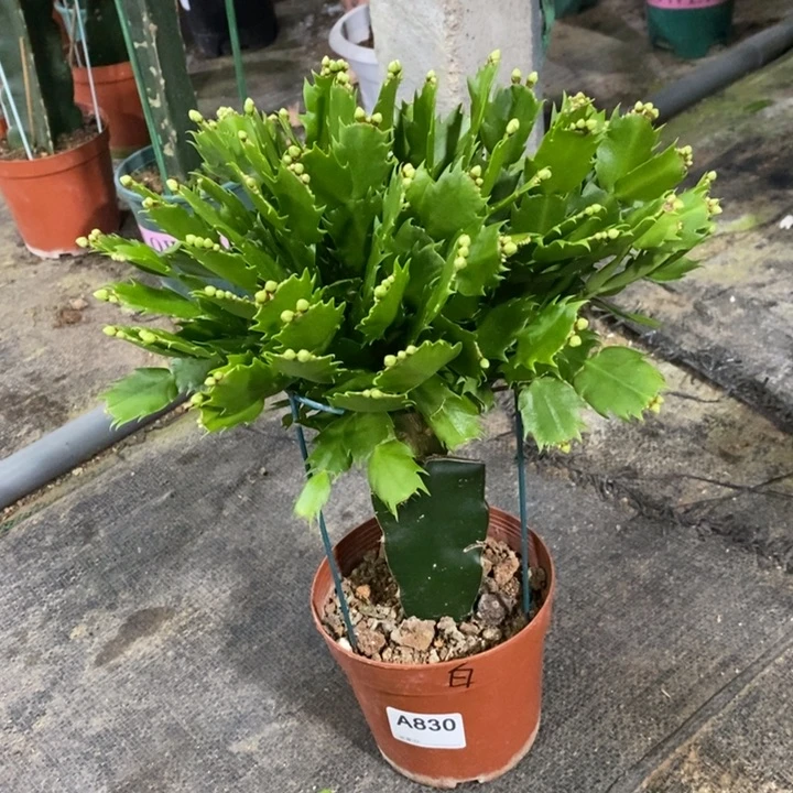 当前无花栽培后可以开花830白玛丽