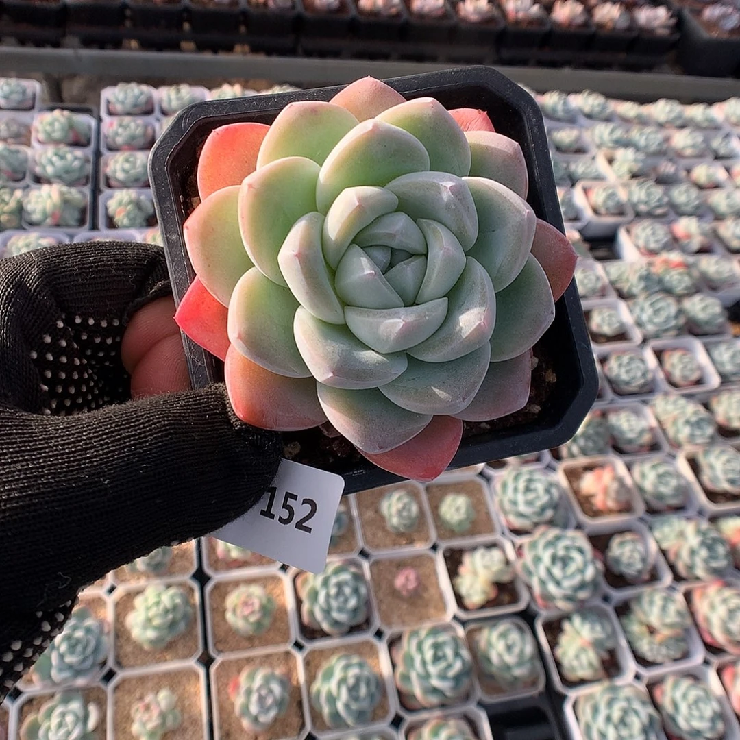 152琥魄冰玉多肉植物666