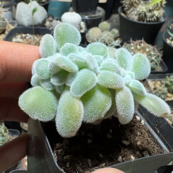 610雪晃星缀化脱土发货