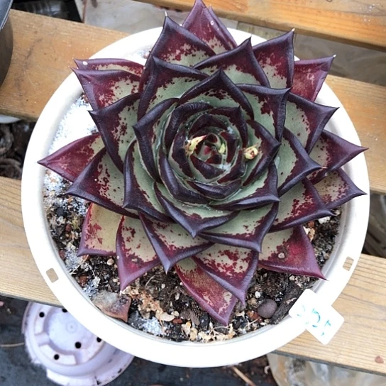 乌木一物一拍多肉