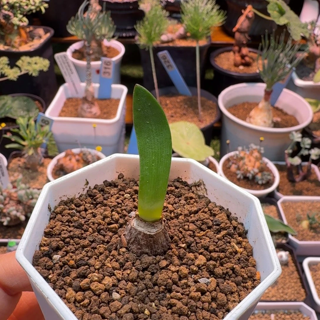 蕾丝灯台百合(特价)295