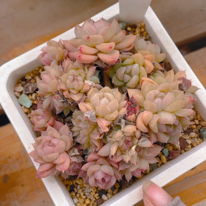 我****豆谢谢你的支持000000275