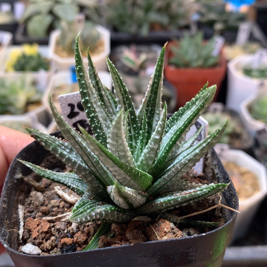 8号古迪锦一物一拍