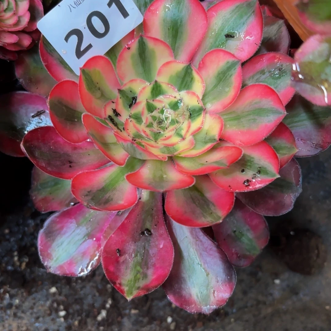 ！*201多肉植物爱丽丝