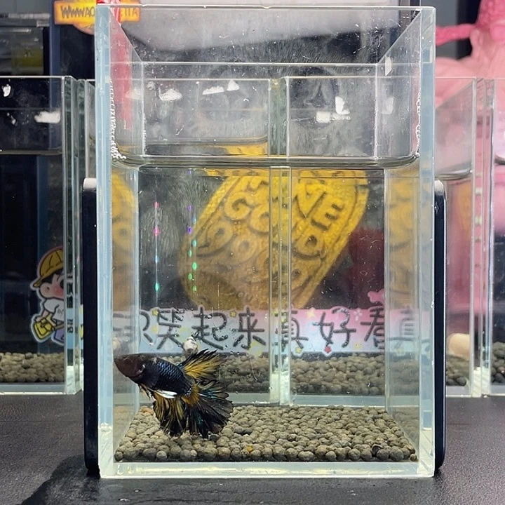 斗鱼73号925早hmpk