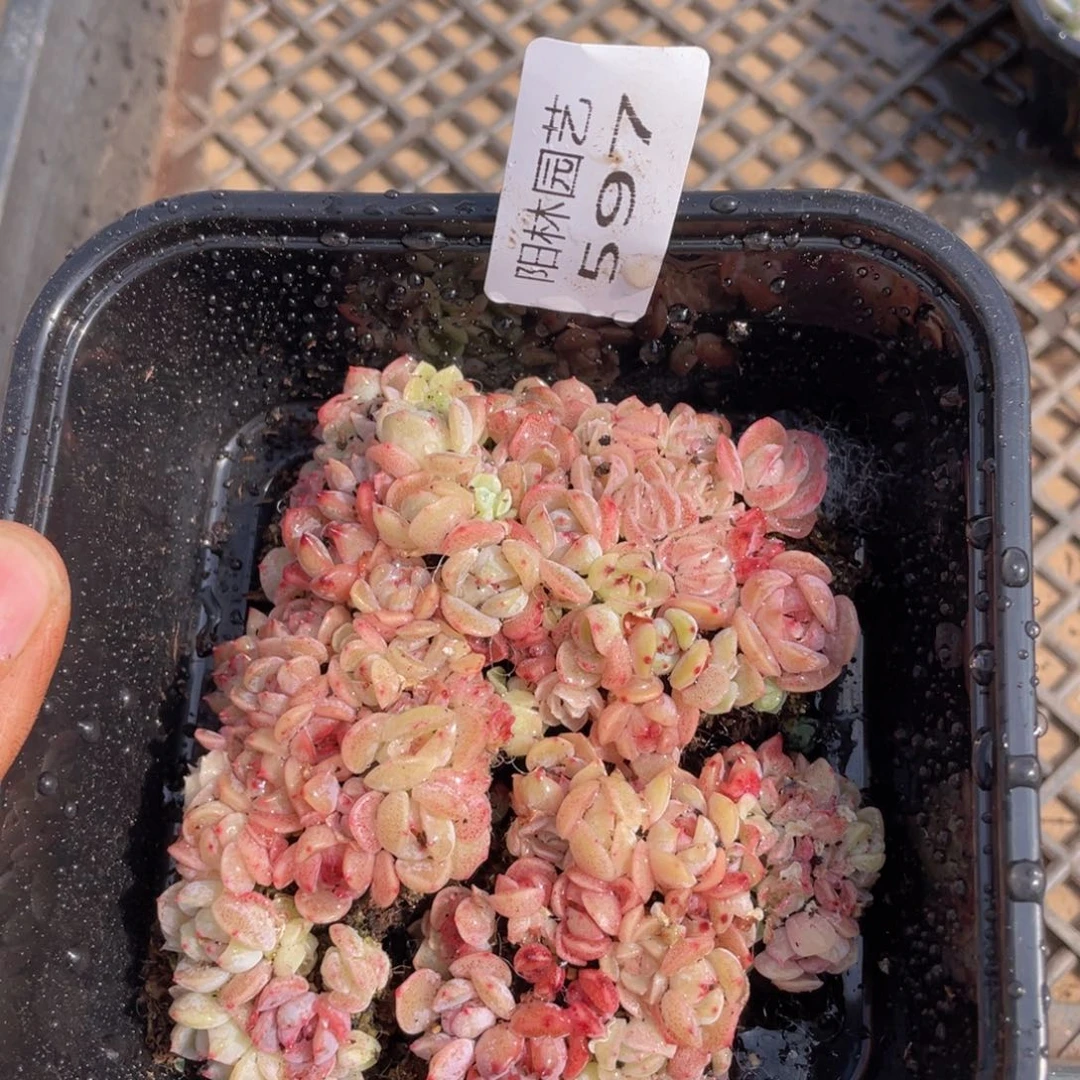 多肉植物多肉植物597