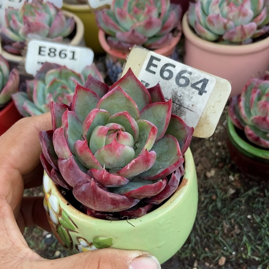 惊鸿一瞥664号楼